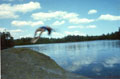 Springen ist unsere Lieblingsbesch�ftigung... — Schweden 1998