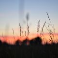 Grser im Sonnenuntergang